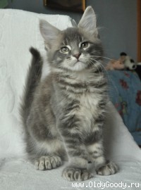 У нас котята!
