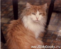 Dirigo Swift River Ruffian
