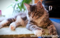 5 месяцев