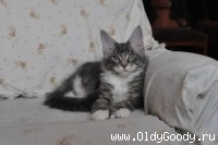 13 недель
