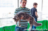 Увесистый котёночек!