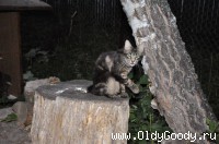 Какие такие утки?
