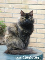 Pantahducs Shasta P of Bojin