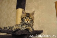 9 недель
