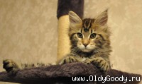9 недель