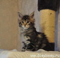 6 недель