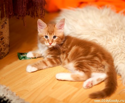 Sweet Orange
