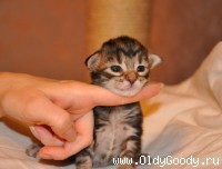1 неделя