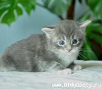 3 недели
