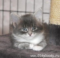 6 недель