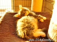 Солнечный котенок
