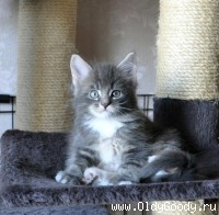 7 недель