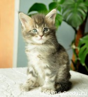 6 weeks