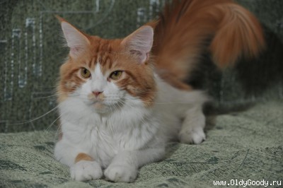 Ognedar Russiancoon*RU