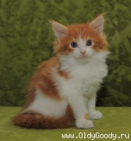 2 месяца