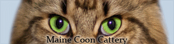 Питомник мейн-кунов YourCoon в Раменском